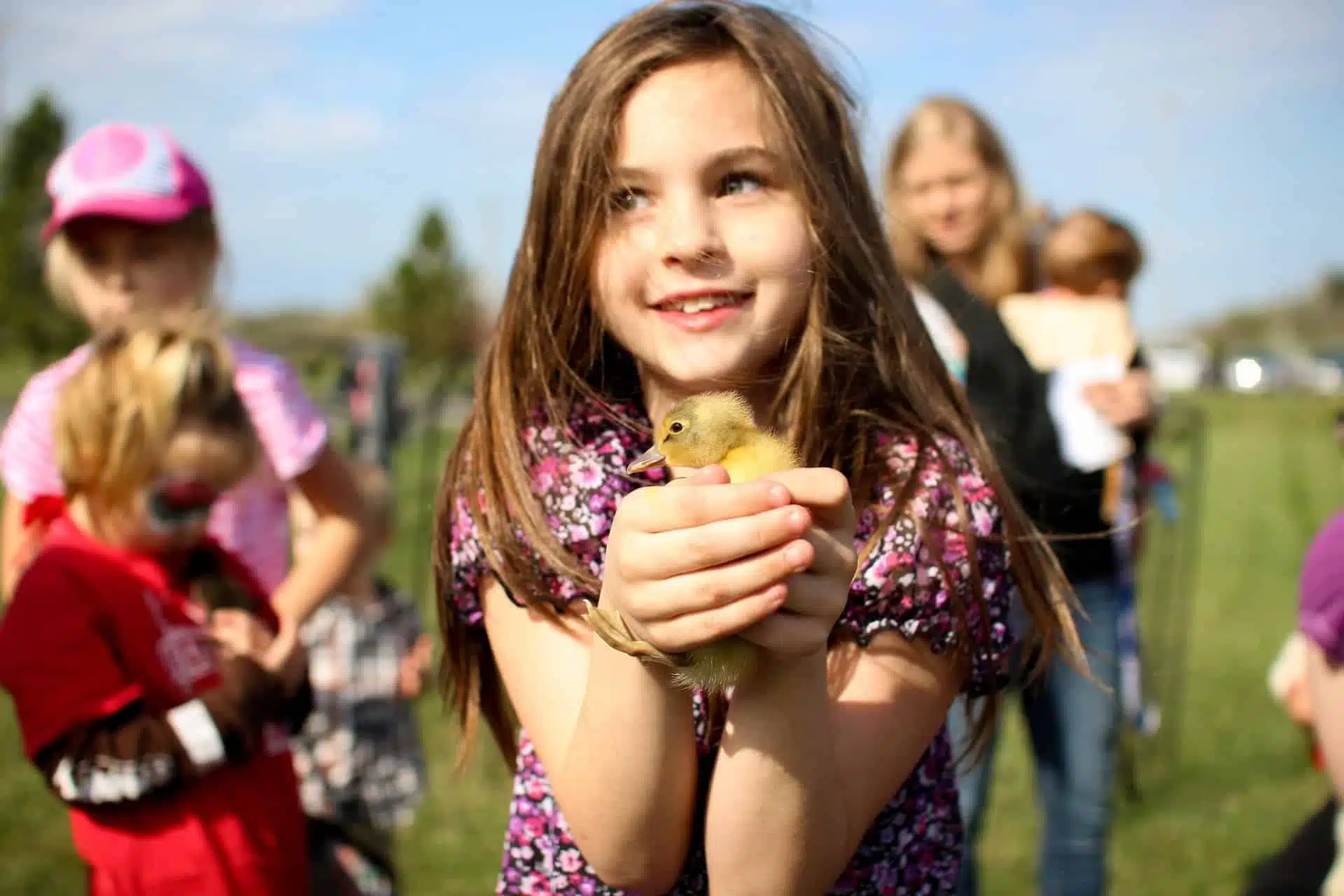 CDC Announces a Salmonella Hadar Outbreak Linked to Backyard Poultry.