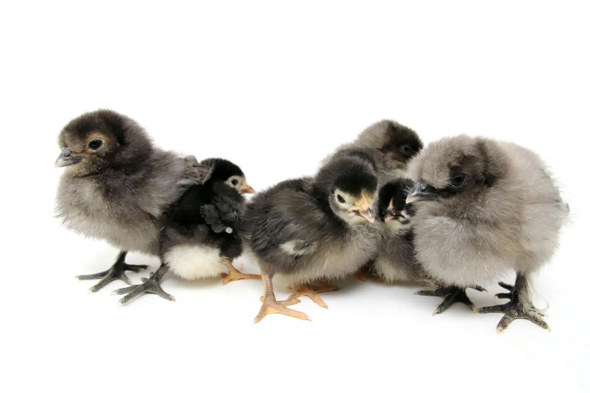 CDC Announces a Salmonella Hadar Outbreak Linked to Backyard Poultry.
