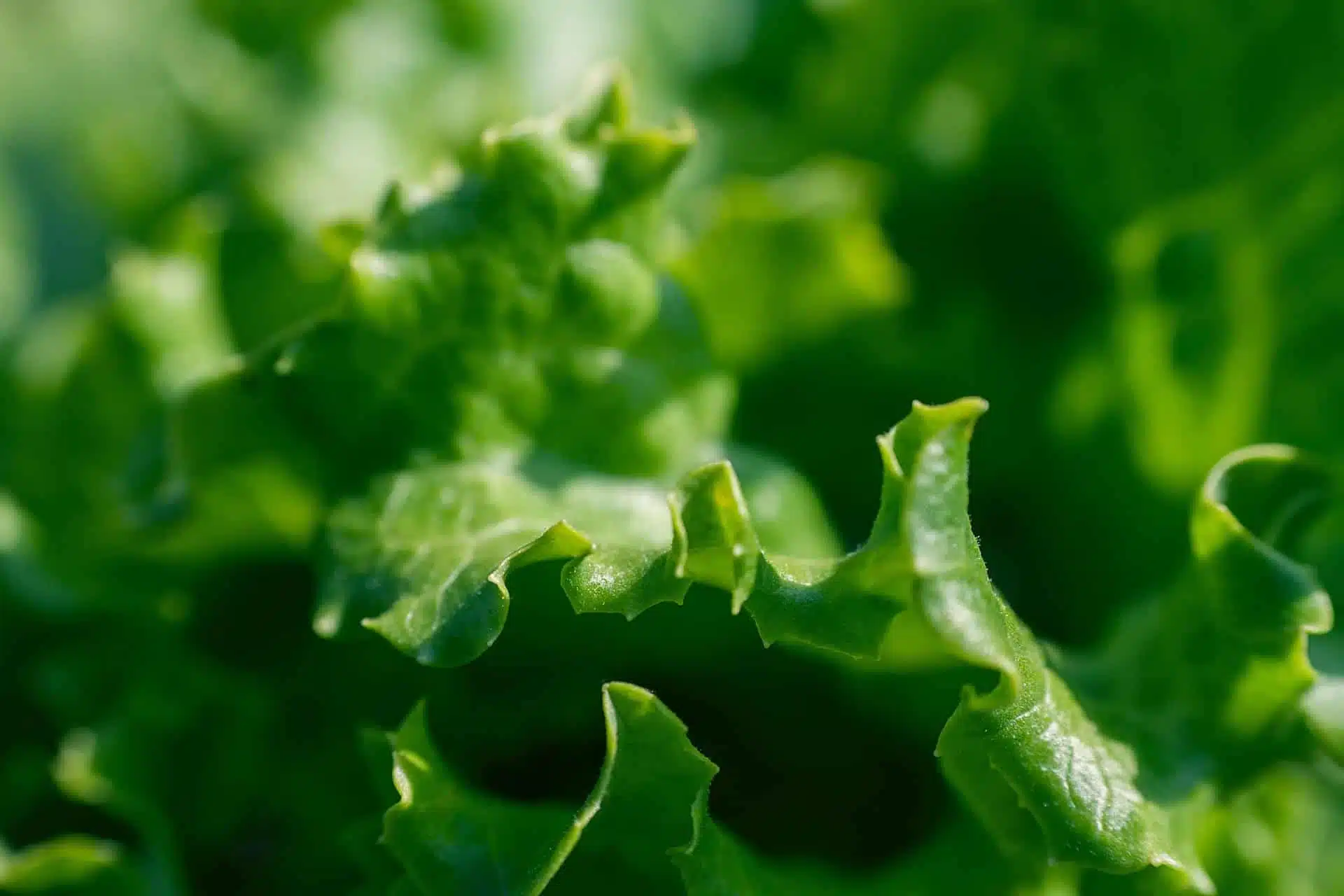 Cyclospora Lawyer Update