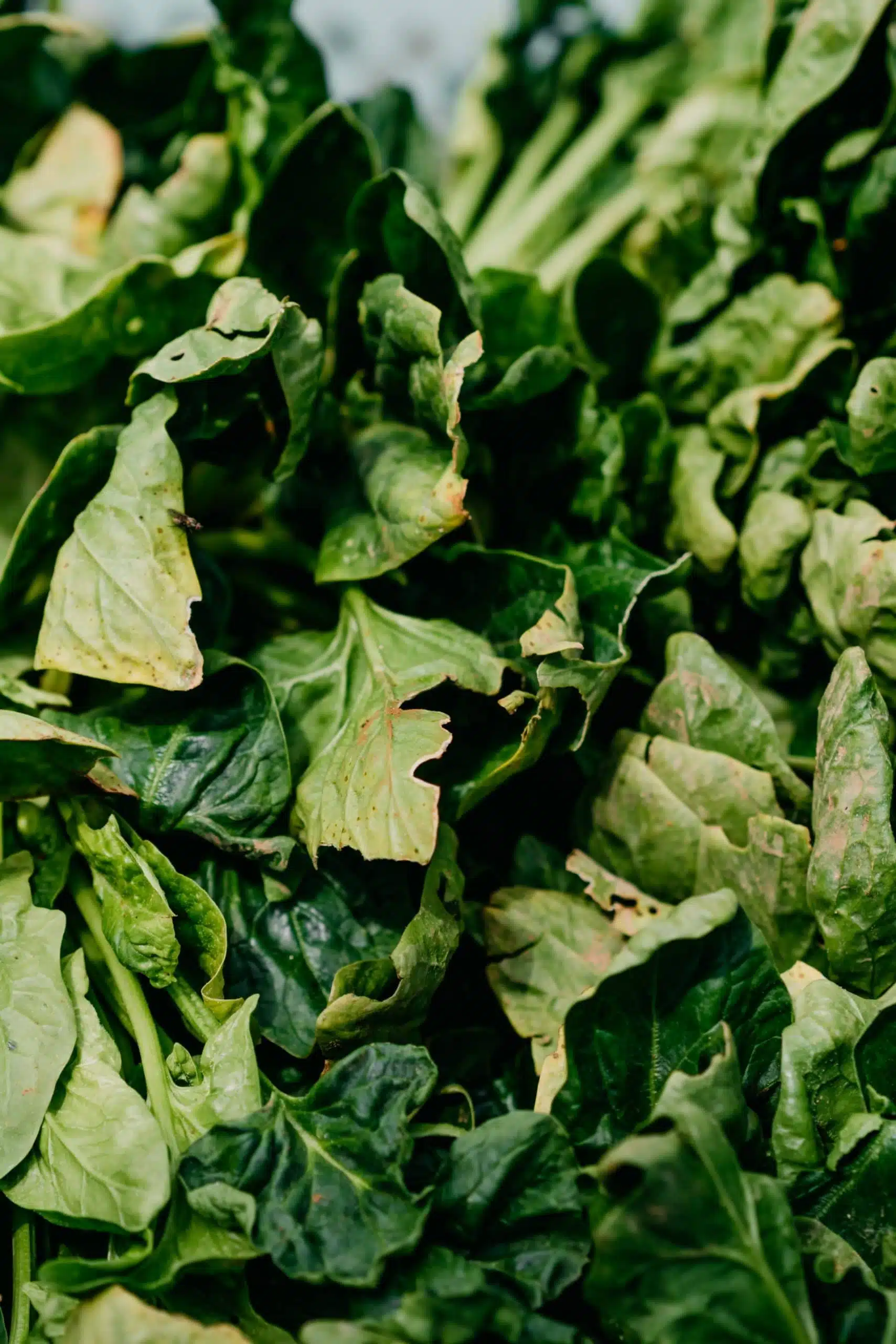 Frozen Food Development Listeria Lawyer Update