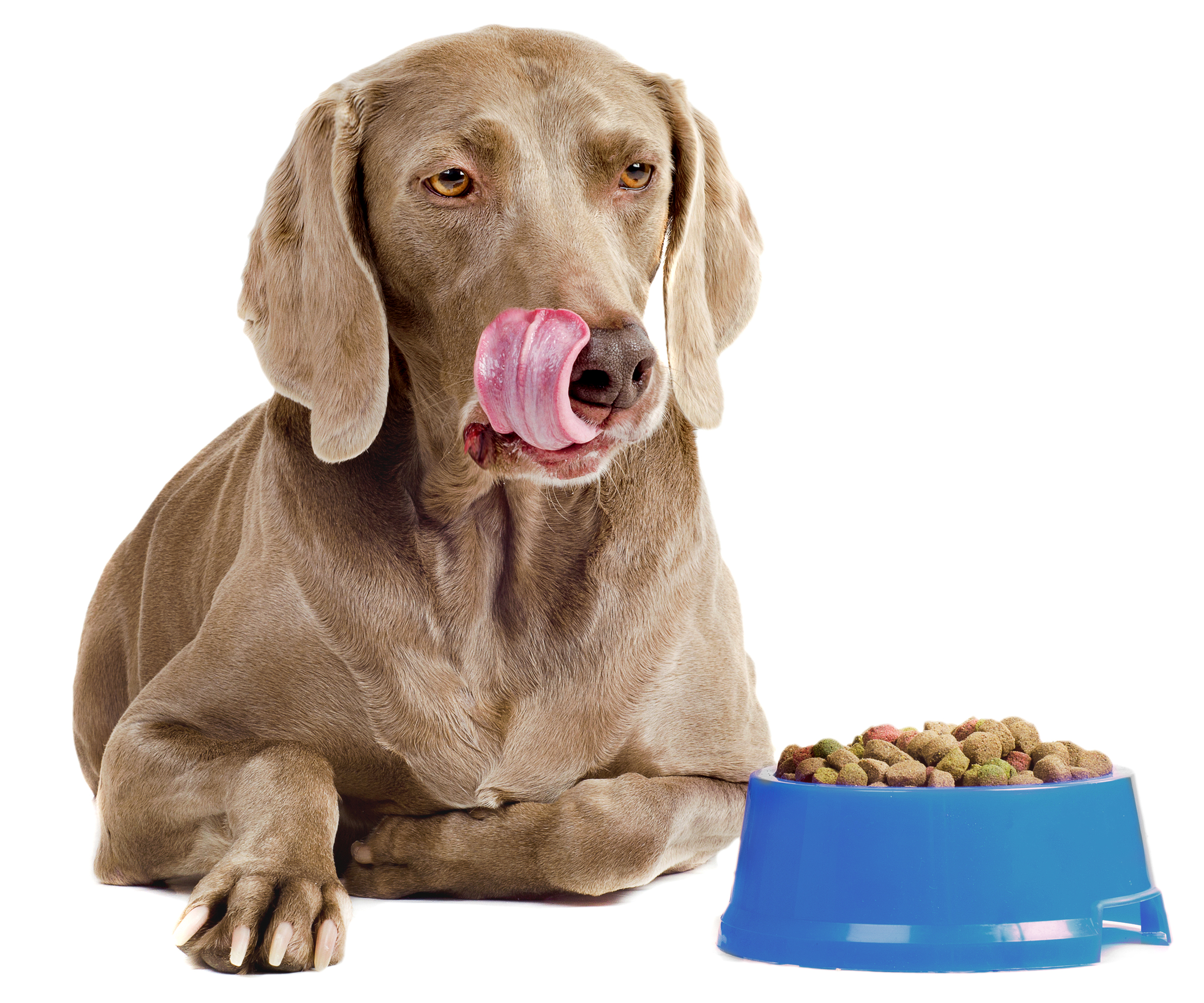 Dog Gone Dog Treats Salmonella Lawyer Update: Three Salmonella Cases Linked to Dog Treats in Massachusetts.